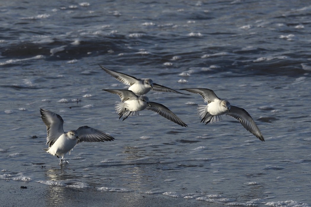 Becasseaux Sanderling 